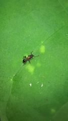 Stictoponera bicolor