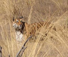 Panthera tigris tigris