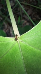 Stictoponera bicolor