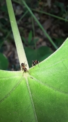 Stictoponera bicolor