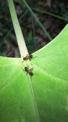 Stictoponera bicolor