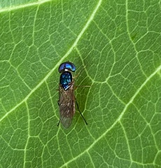 Cephalochrysa