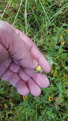 Crotalaria sagittalis