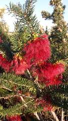 Melaleuca quadrifida