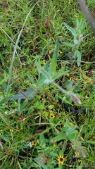 Crotalaria sagittalis