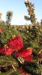 Melaleuca quadrifida
