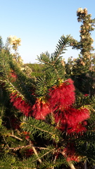 Melaleuca quadrifida