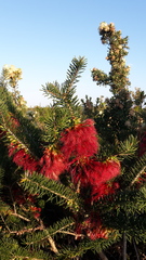 Melaleuca quadrifida