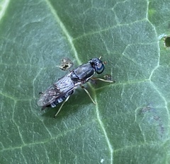 Cephalochrysa calopa