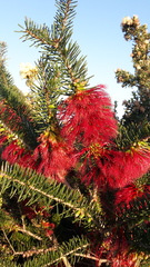 Melaleuca quadrifida