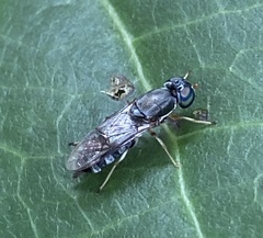 Cephalochrysa calopa