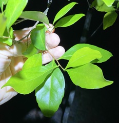 Elaeocarpus obovatus