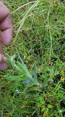 Crotalaria sagittalis