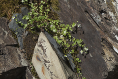 Arenaria rotundifolia