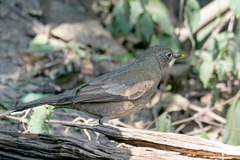 Turdus boulboul
