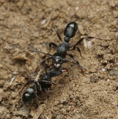 Rhytidoponera victoriae