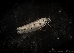Ethmia heptasema