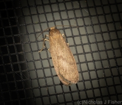 Lambula obliquilinea