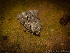 Turnerinycta phaeocosma