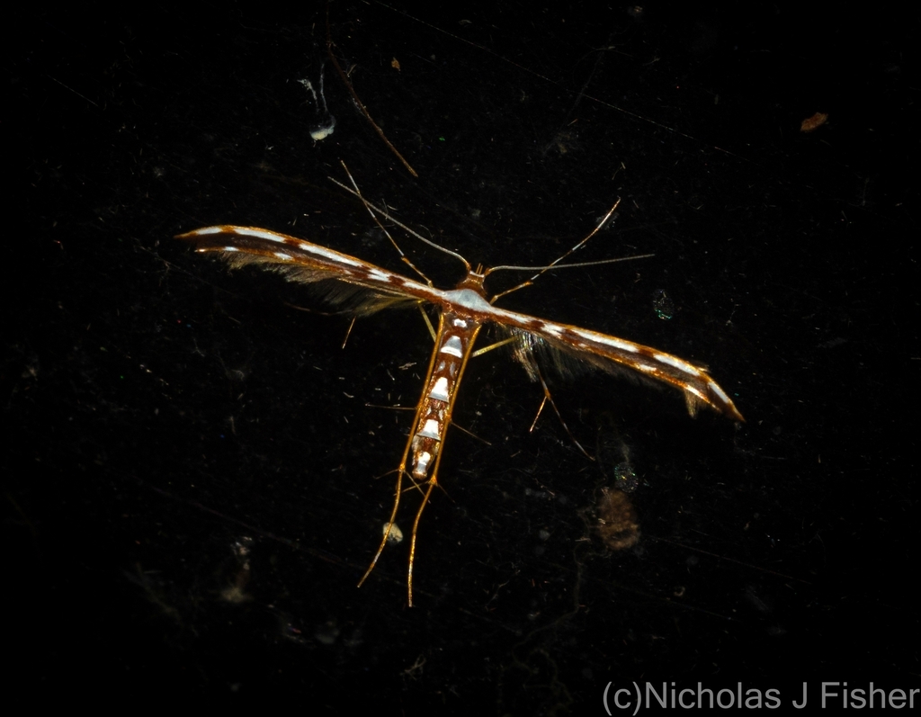Cosmoclostis aglaodesma