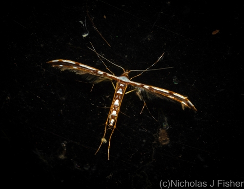 Cosmoclostis aglaodesma Meyrick, 1886