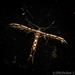 Cosmoclostis aglaodesma - Photo (c) Nicholas John Fisher, algunos derechos reservados (CC BY-NC), subido por Nicholas John Fisher