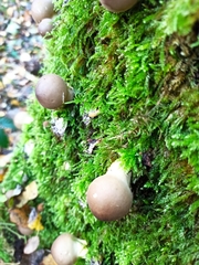Fungi