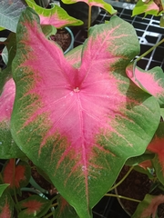 Caladium bicolor