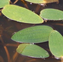 Ottelia ovalifolia