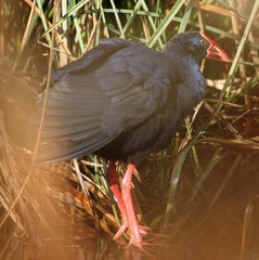 Porphyrio porphyrio