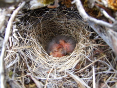 Calcarius lapponicus