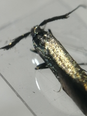 Coleophora deauratella