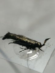 Coleophora deauratella