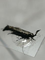 Coleophora deauratella