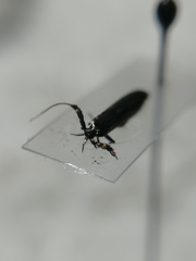 Coleophora deauratella