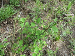 Cotoneaster melanocarpus