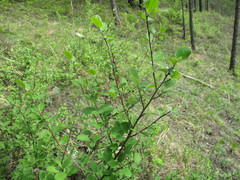 Cotoneaster melanocarpus