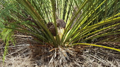 Macrozamia