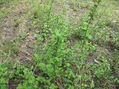 Cotoneaster melanocarpus