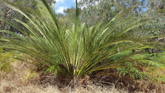 Macrozamia