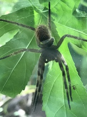 Phoneutria eickstedtae