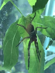 Phoneutria eickstedtae