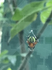 Araneus guttatus