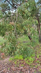 Corymbia ptychocarpa aptycha