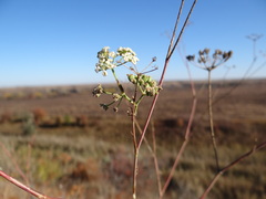 Seseli pallasii
