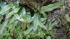 Leptochilus pteropus