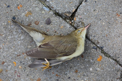Acrocephalus palustris