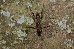 Cotyclytus curvatus