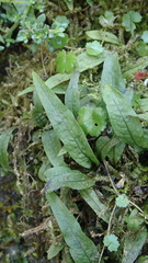 Leptochilus pteropus