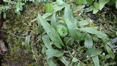 Leptochilus pteropus